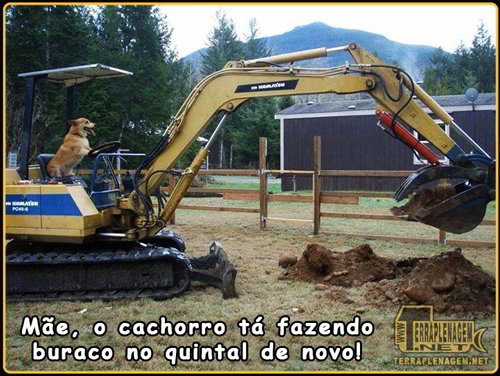 Cachorro fazendo buraco no quintal com escavadeira